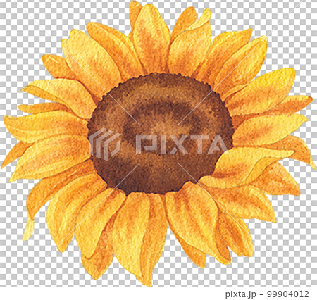 Sunflower blooming watercolor,png element 99904012