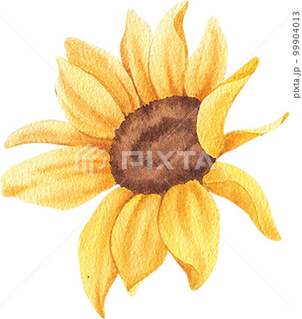 Sunflower blooming watercolor,png element 99904013