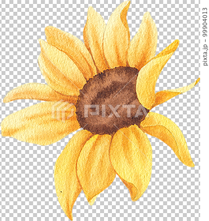 Sunflower blooming watercolor,png element Sunflower blooming watercolor,png element 99904013