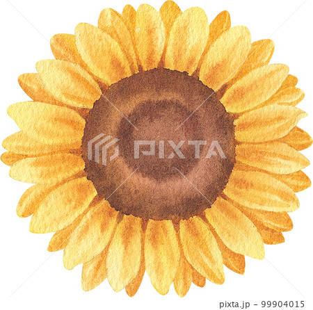 Sunflower blooming watercolor,png element 99904015