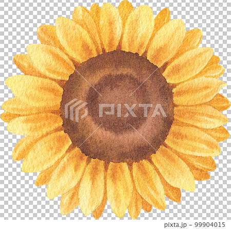 Sunflower blooming watercolor,png element Sunflower blooming watercolor,png element 99904015