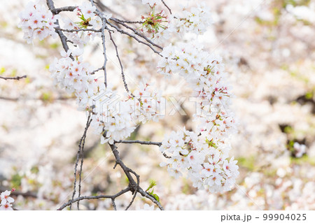 満開の桜の花 満開の桜の花 99904025