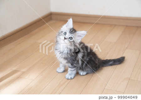 お座りしたメインクーンの子猫 お座りしたメインクーンの子猫 99904049