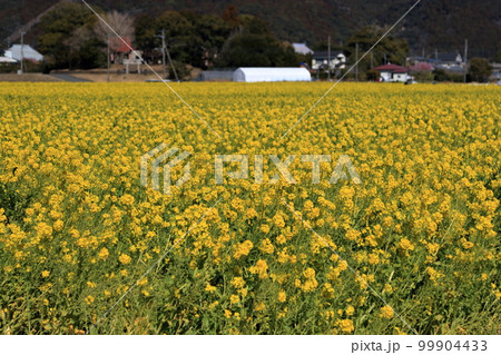 菜の花満開 菜の花満開 99904433