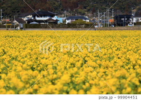 菜の花満開 99904451