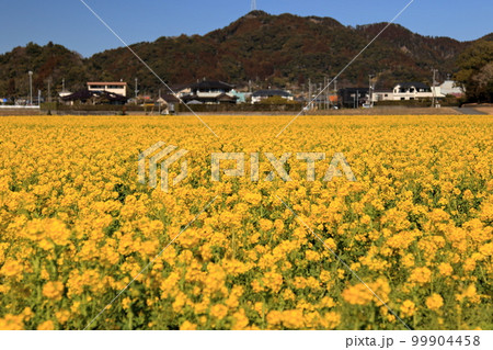 菜の花満開 99904458