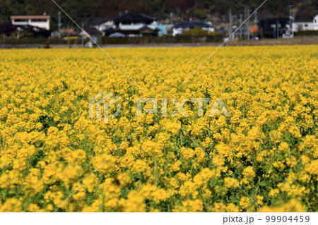 菜の花満開 99904459