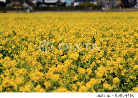 菜の花満開 菜の花満開 99904460
