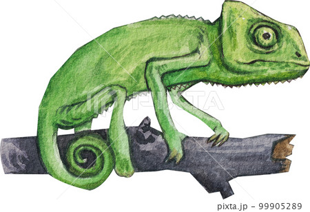Pet care watercolor png element Pet care watercolor png element 99905289
