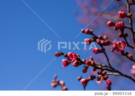 ほころぶ梅の花 ほころぶ梅の花 99905316