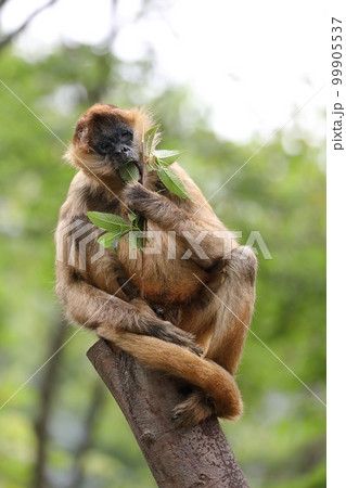 樹上で枝葉を食べるジェフロイクモザル 99905537