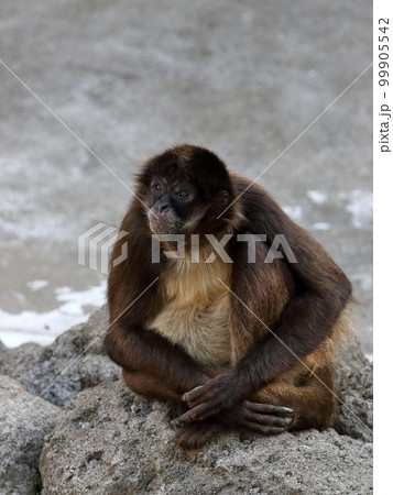 座って休むジェフロイクモザル 99905542