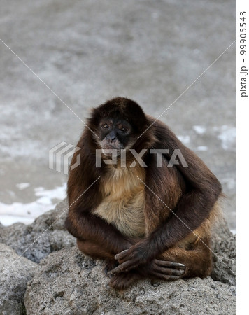 カメラ目線のジェフロイクモザル 99905543