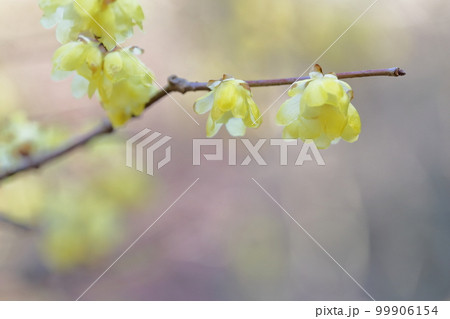 甘い香りを漂わせる花(ソシンロウバイ、素心蝋梅 ロウバイの花) 甘い香りを漂わせる花(ソシンロウバイ、素心蝋梅 ロウバイの花) 99906154