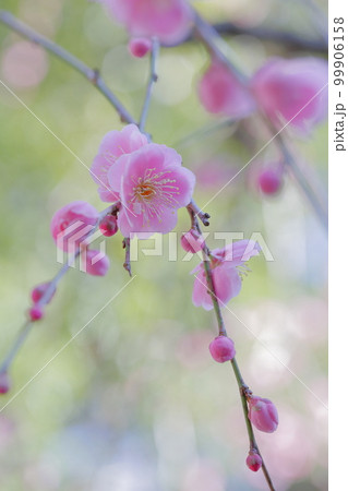 ピンク色の綺麗な花　しだれ梅 99906158
