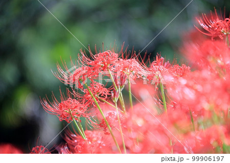 秋を彩る彼岸花（ヒガンバナ　曼珠沙華） 99906197