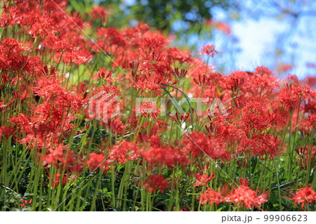 秋を彩る彼岸花（ヒガンバナ　曼珠沙華） 99906623