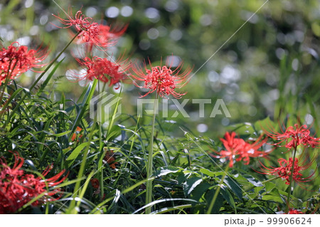 秋を彩る彼岸花（ヒガンバナ　曼珠沙華） 99906624