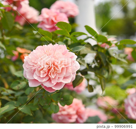 rose flower old rose color ; rose flower in nature rose garden. rose flower old rose color ; rose flower in nature rose garden. 99906991