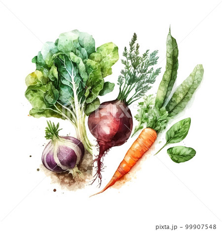 A set of vegetables in vector watercolor Harvest and fruits of nature for Thanksgiving, a collection of food for restaurants, menus, posters and grocery bags: radishes, carrots, cabbage, onions 99907548