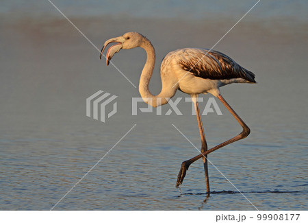 young pink flamingo walking in the lake 99908177