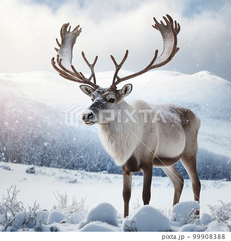 Reindeer with big antlers close-up on the background of nature and snow 99908388