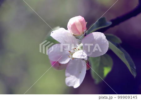 Fowers of the cherry or apple blossom. Sakura flower. 99909145