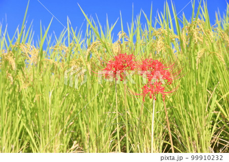 田んぼの畔に咲く花（ヒガンバナ　曼珠沙華） 99910232