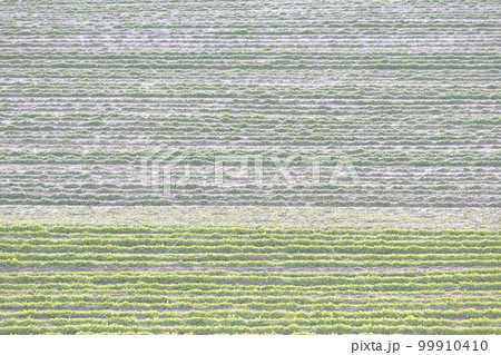 牧場の草原　背景素材 99910410