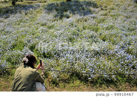 ネモフィラをスマホで撮影する女子 99910467