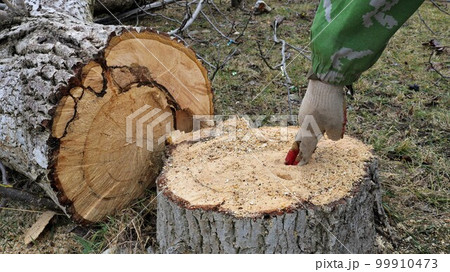 a hand in a glove touches a soft rotten core on a saw cut stump of an old tree in a forest or park, a forester examines a sawn rotten tree, the texture of a cut of a dead stump a hand in a glove touches a soft rotten core on a saw cut stump of an old tree in a forest or park, a forester examines a sawn rotten tree, the texture of a cut of a dead stump 99910473