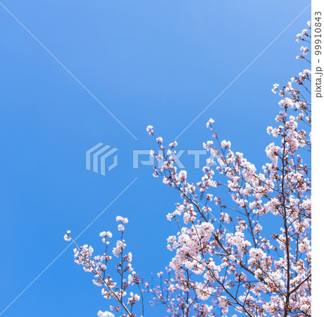 桜の季節のスナップ 99910843