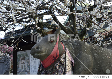 撫牛と白梅　北野天満宮 99911653