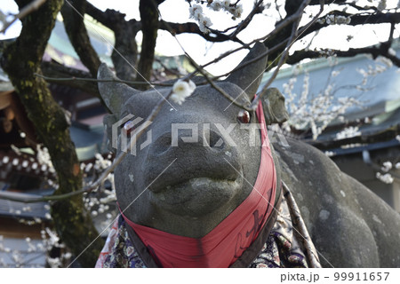 撫牛と白梅　北野天満宮 99911657