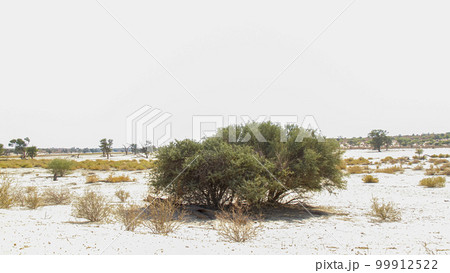 Tree of Kgalagadi transfrontier park, South Africa Tree of Kgalagadi transfrontier park, South Africa 99912522