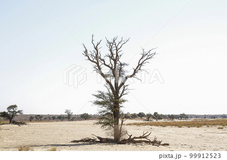 Nossob riverbed in Kgalagadi transfrontier park, South Africa Nossob riverbed in Kgalagadi transfrontier park, South Africa 99912523