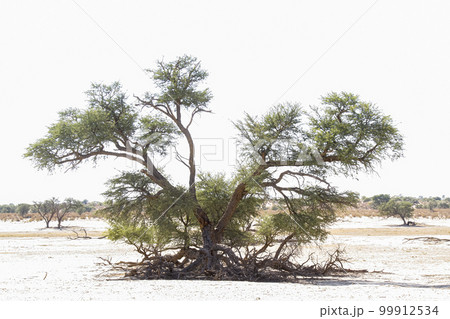 Tree of Kgalagadi transfrontier park, South Africa 99912534