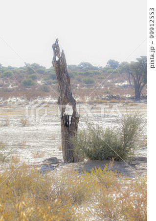 Dead tree stump in Kgalagadi transfrontier park, South Africa 99912553