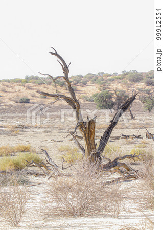 Dead tree stump in Kgalagadi transfrontier park, South Africa Dead tree stump in Kgalagadi transfrontier park, South Africa 99912554