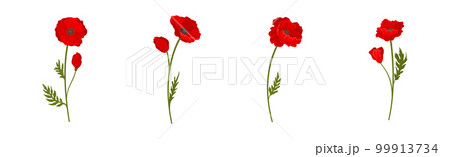 Red Poppy as Herbaceous Flowering Plant on Stem Vector Set Red Poppy as Herbaceous Flowering Plant on Stem Vector Set 99913734