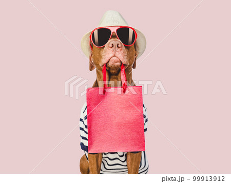 Cute puppy and a shopping bag. Closeup 99913912