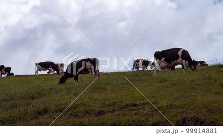 Several cows graze on a green grassy meadow under a cloudy sky. Livestock on free grazing. Eco-friendly farm. Agricultural landscape, animal husbandry. Cows in a green meadow. Several cows graze on a green grassy meadow under a cloudy sky. Livestock on free grazing. Eco-friendly farm. Agricultural landscape, animal husbandry. Cows in a green meadow. 99914881