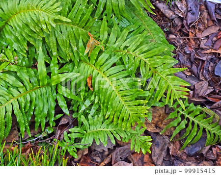 Polypodium cambricum L., early springtime outdoors, Zagreb 99915415