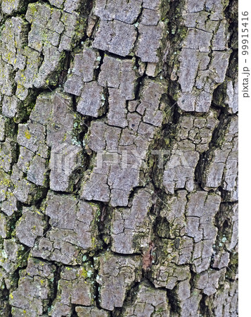 Polypodium cambricum L., early springtime outdoors, Zagreb 99915416