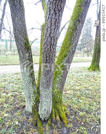 Polypodium cambricum L., early springtime outdoors, Zagreb 99915417