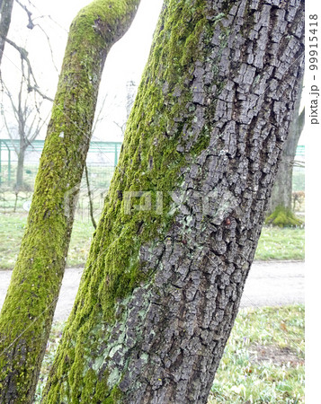 Polypodium cambricum L., early springtime outdoors, Zagreb 99915418