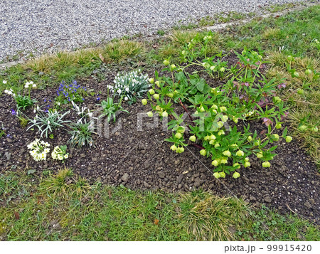 Early springtime outdoors, messengers of spring in nature, Zagreb 99915420