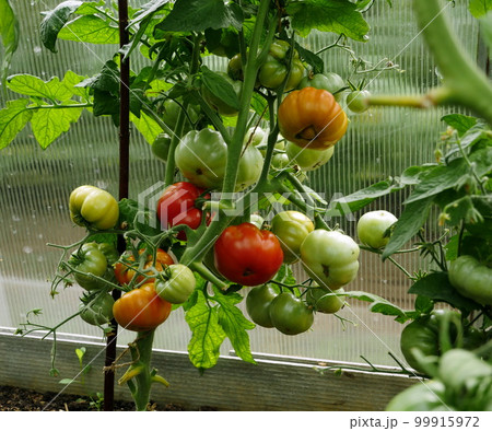red tomatoes ripen on branches red tomatoes ripen on branches 99915972