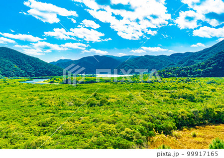 奄美大島のマングローブ林 99917165