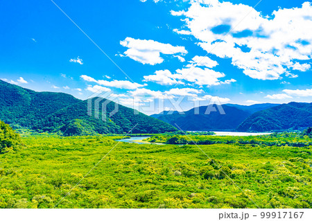 奄美大島のマングローブ林 奄美大島のマングローブ林 99917167